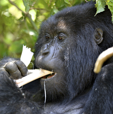 Champion of the gorillas: the vet fighting to save Uganda's great