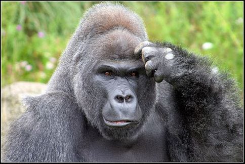 Great Gorilla Quiz