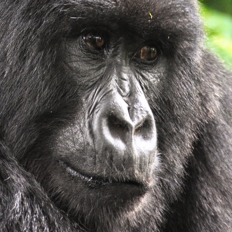 forpligtelse Sidelæns Habitat Noseprint - The Gorilla Organization