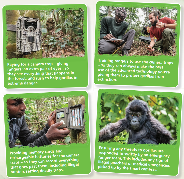 Traps' Appeal: Keeping Watch Over Gorillas - The Gorilla Organization