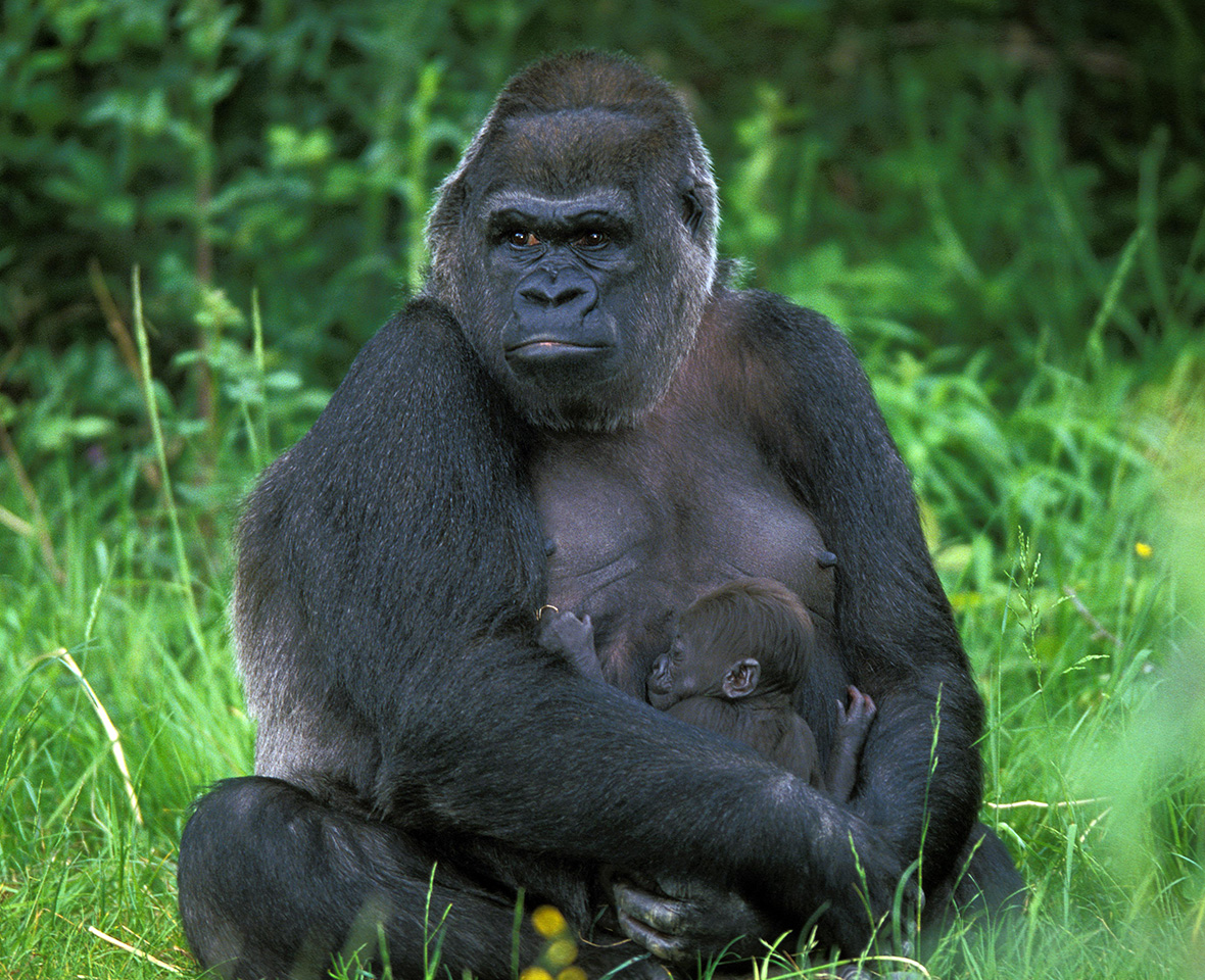 Gorilla Facts Gorilla San Diego Zoo Animals Plants Gorilla Facts Gorilla San Diego Zoo Animals Plants