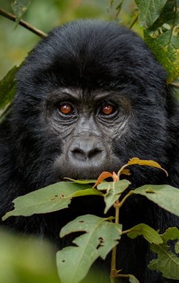 Various Gorillas have been seen breaking poachers traps :  r/interestingasfuck