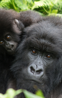 Traps' Appeal: Keeping Watch Over Gorillas - The Gorilla Organization
